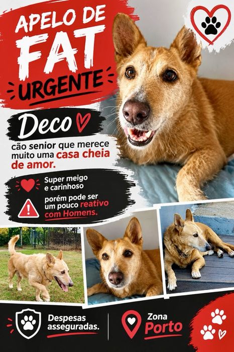Cão adulto para adoção responsável