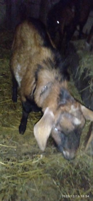 Продам альпо-нубійського козлика
