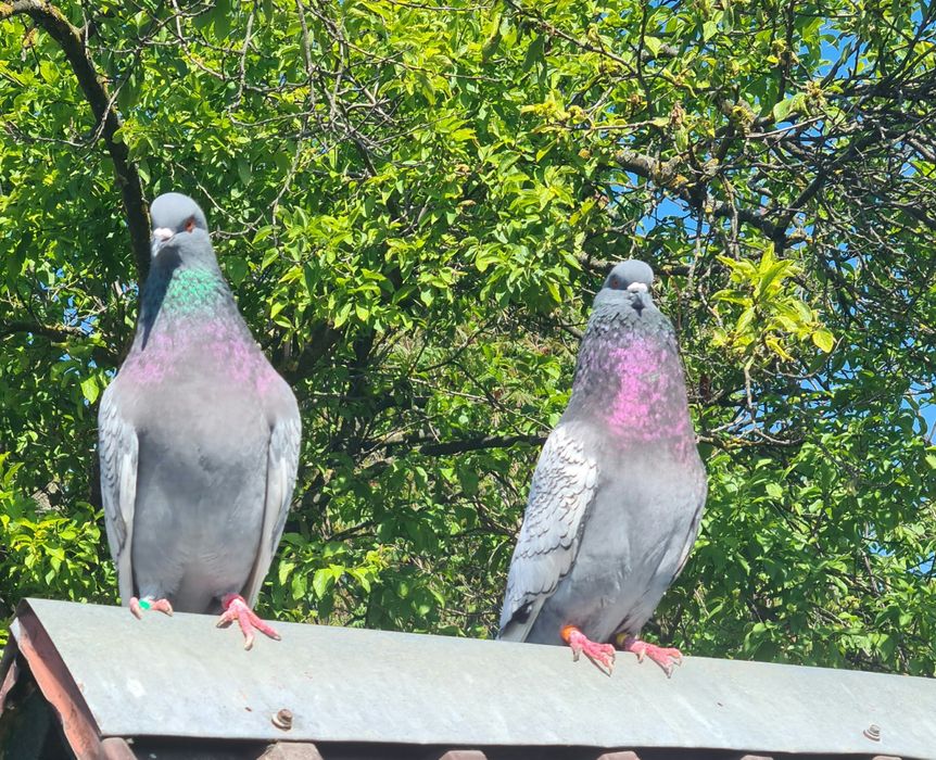 Sprzedam Gołębie rysie