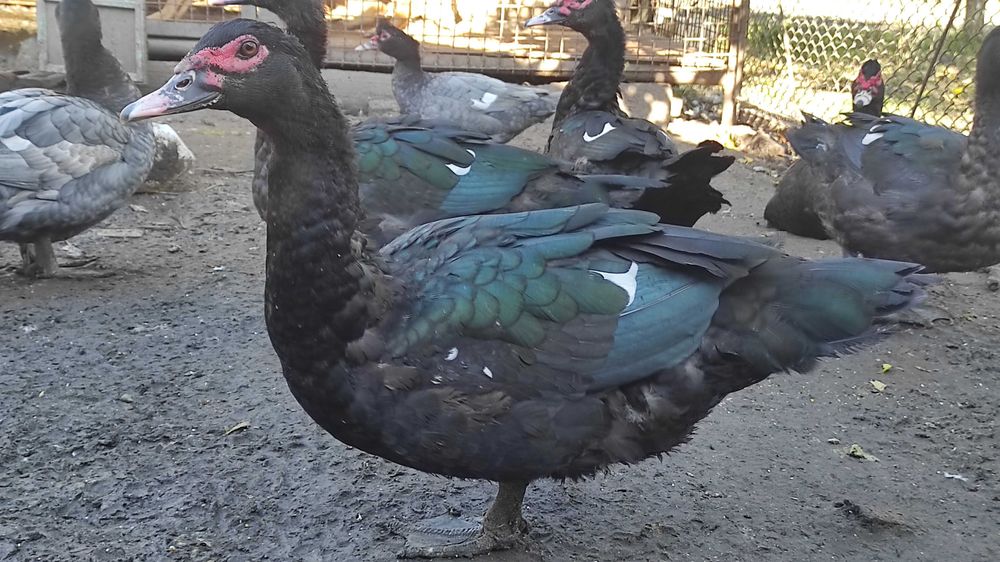 Мускусні качки інкубаційне яйце.