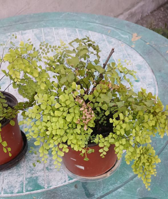 Квітка кімнатна Адіантум