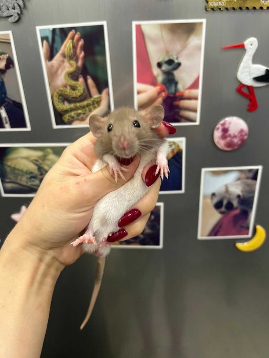 Щури дамбо та стандарт, ручні малюки пацючки