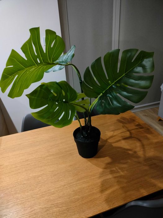 albo monstera kaufen Monstera Borsigiana Variegata Albo (Mature Mother Plant) Low Variegation