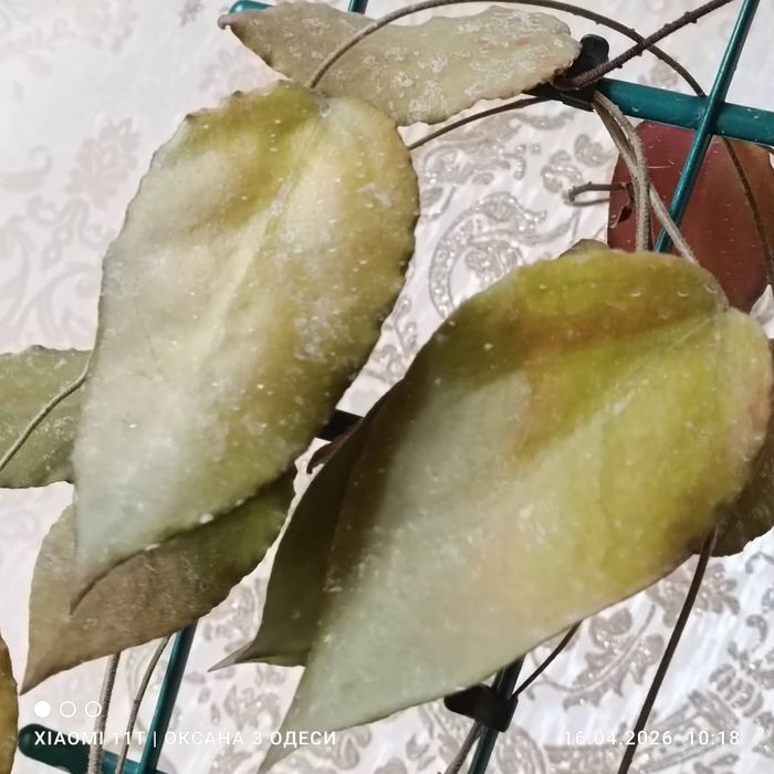 Hoya caudata big green leaves