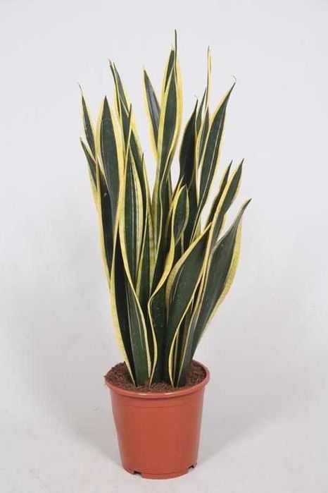 Сансевиерия разная