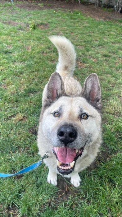 Kojot-mix owczarka i husky do adopcji