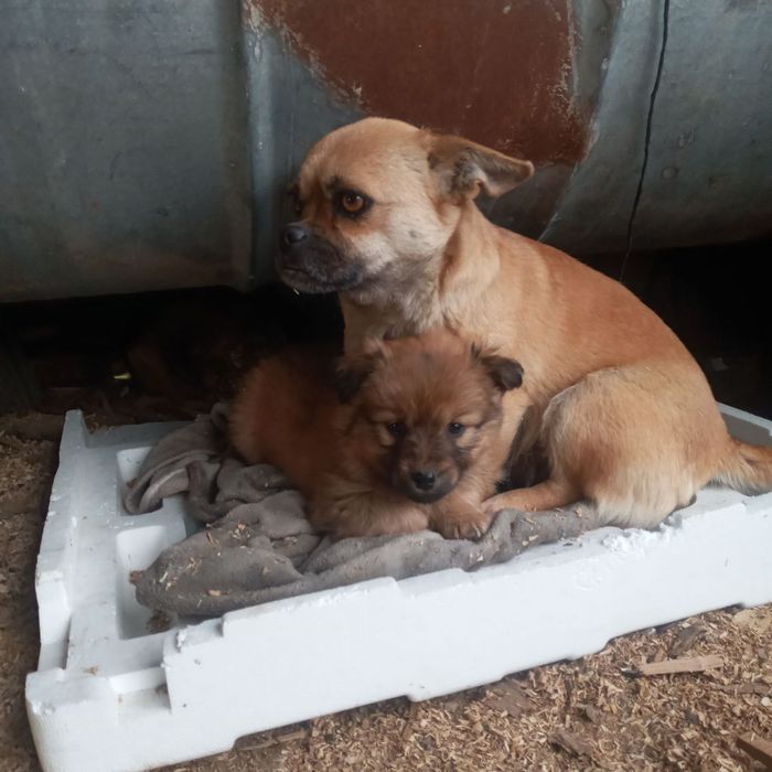 Отдам в добрые руки