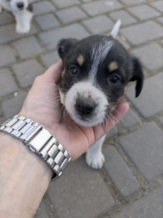 Песики дівчатка дворняжки