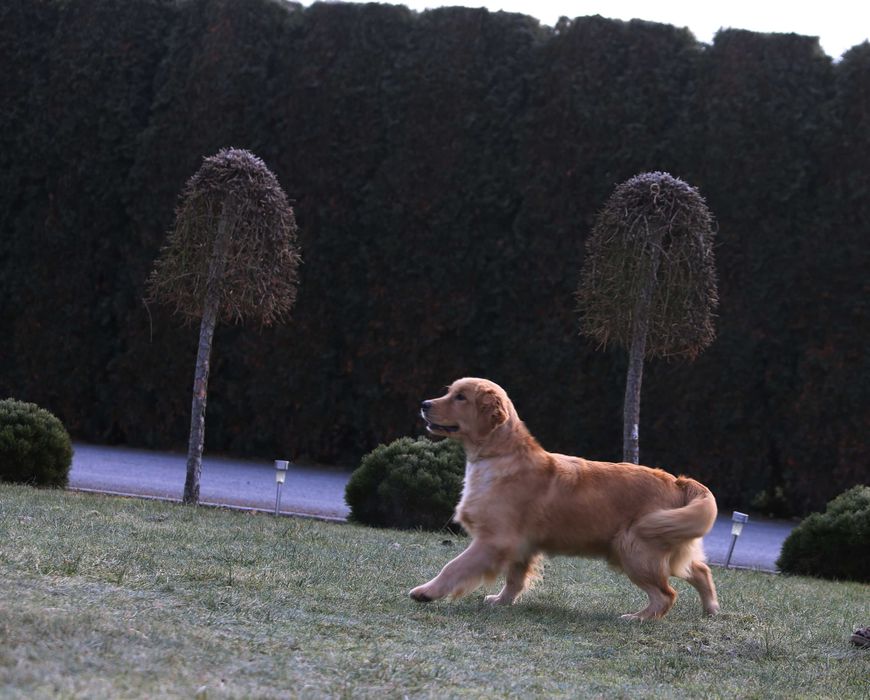 GOLDEN RETRIEVER-po champ., ciemnozłote, amerykańskie linie ZKwP/ FCI