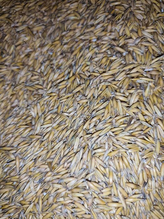 Mieszanka owies i jęczmień