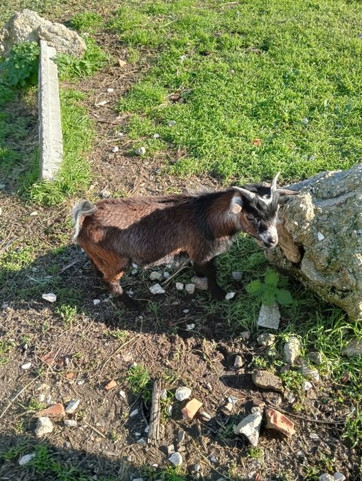 Cabras micro anã