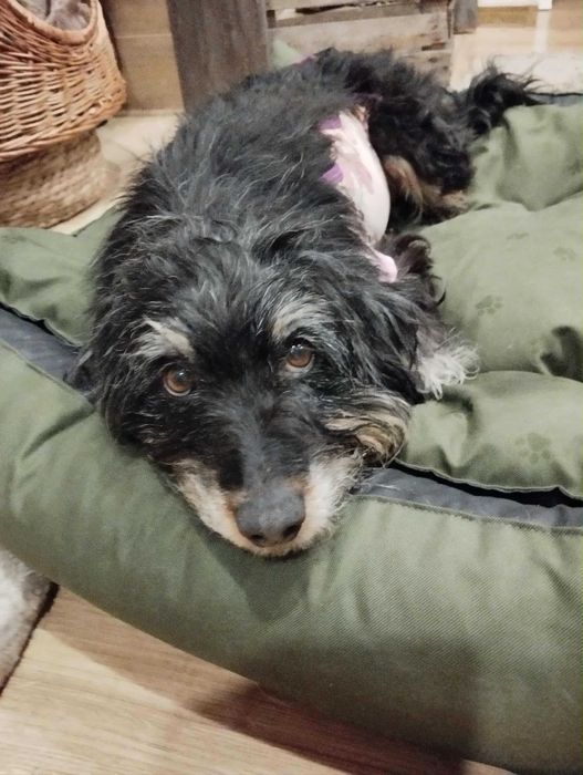 Figusia śliczna sunia do adopcji