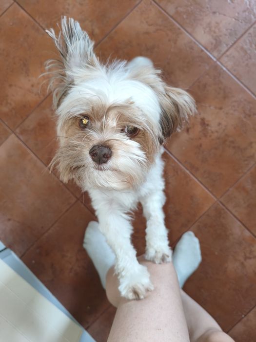 Бівер Йорк в хороші руки