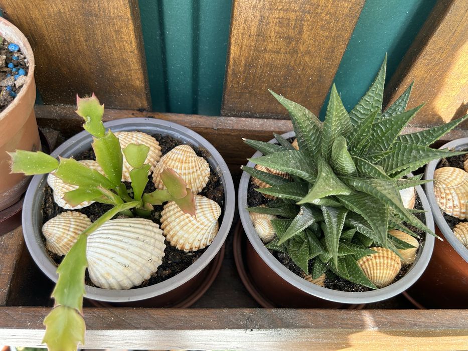 Vendo suculentas muito bonitas.