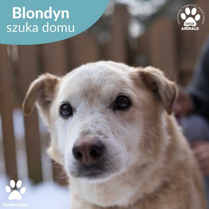 Miły psiak Blondyn do adopcji!