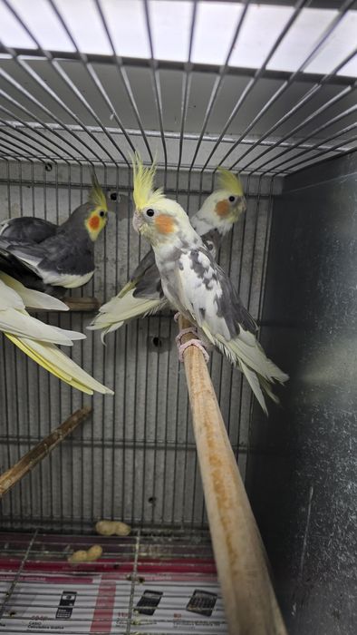 Grande alexandre/caturras