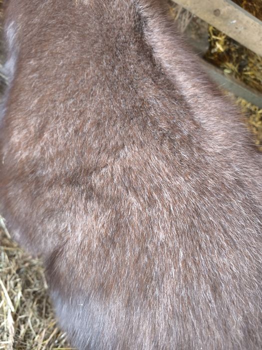 Ogierek Kucyk NIUTEK