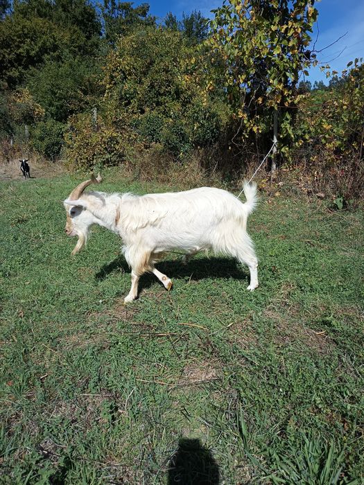 Chivo para venda