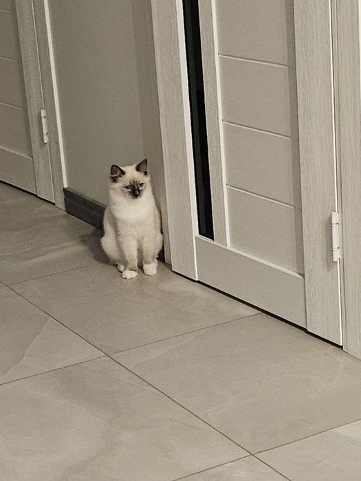 Кошення порди редгол  Ragdoll Blue mitted