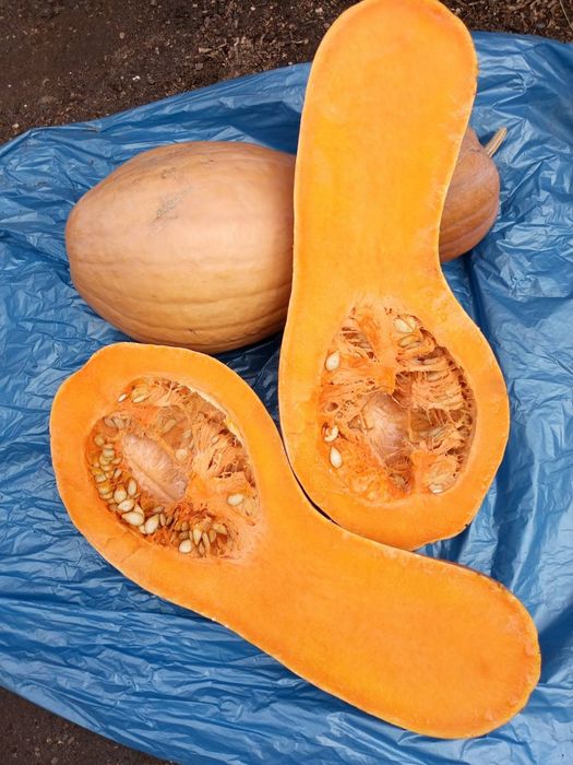 Продаю гарбузи дуже смачні