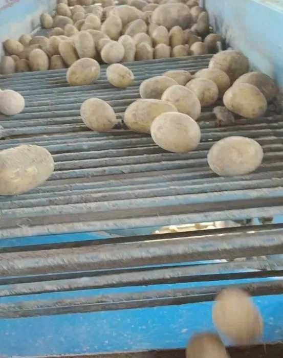 Ziemniaki Queen Anna