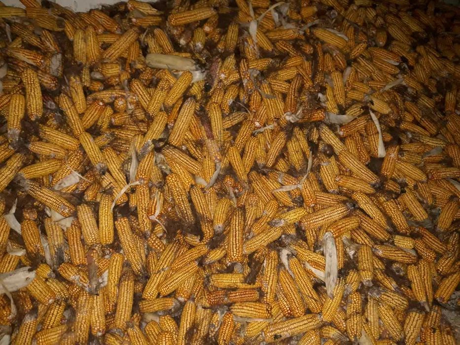 Продам Кукурудзу врожаю 2025 року. В качанах.4000 тона.