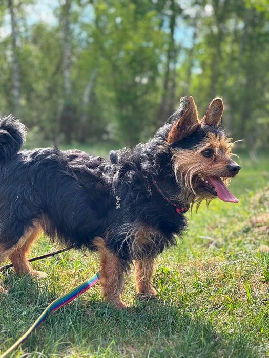Szorstkowłosy, bystry i żywiołowy terrier Ron