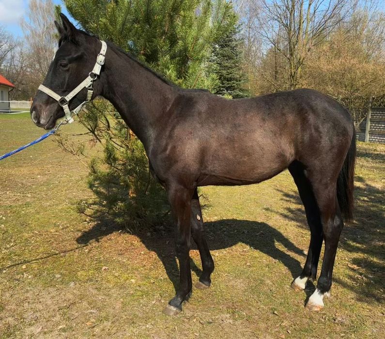 Sprzedam Ogierka skokowego po Cascado