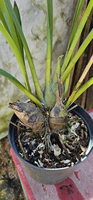 Orquídea Rosa Média