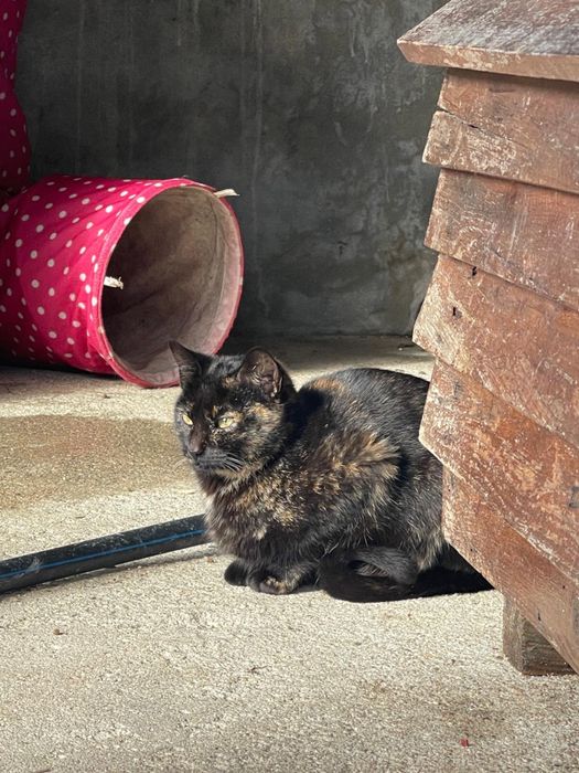 Celeste procura uma familia