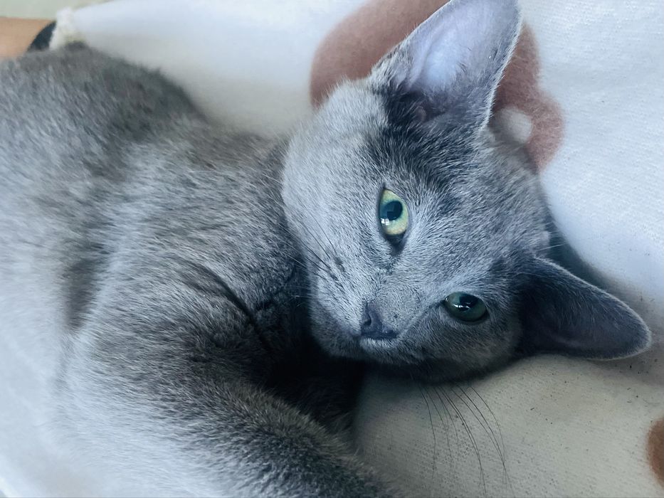 Kotka Rosyjska Niebieska Lucy