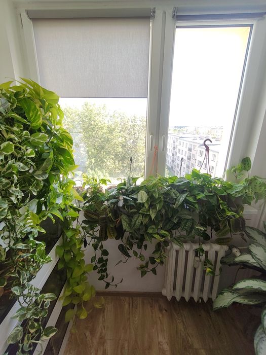 Epipremnum  Szczepki Gliwice