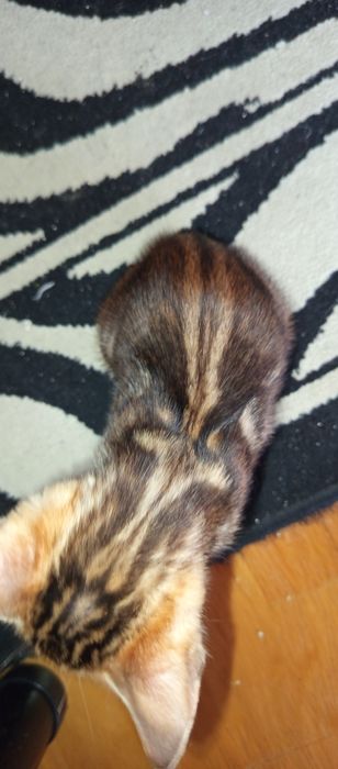 Gatinho  Bengal Marbale exótico