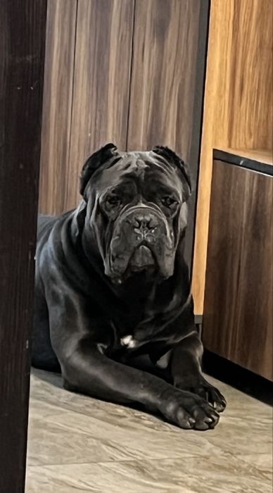 Кане Корсо для вʼязки