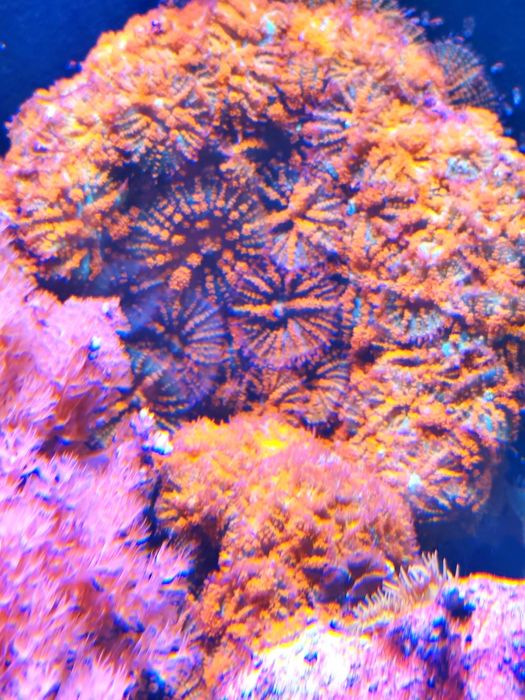 Corais  vários fáceis