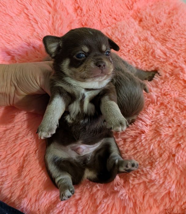 Chihuahua czekoladowa FCI