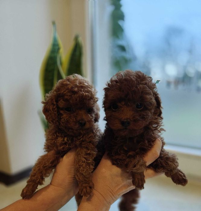 Już do odbioru Pudel Toy Red Brown piesek - badania- polisa ubezpiecz