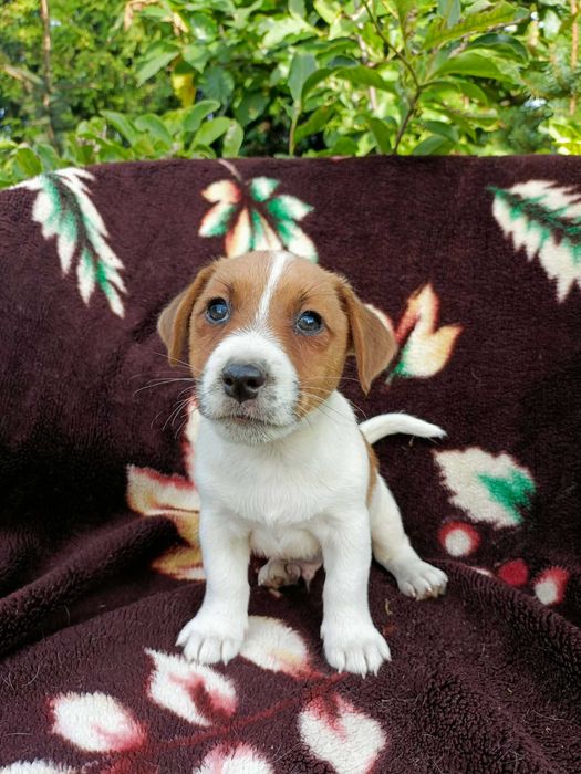 Wzorcowy Jack Russell terrier piękny exterrier rodzice FCI