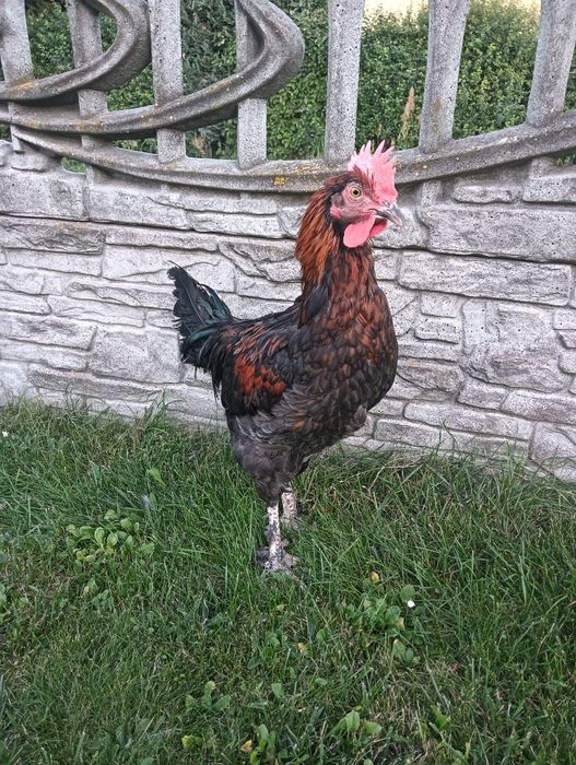 Koguty marans, araukan