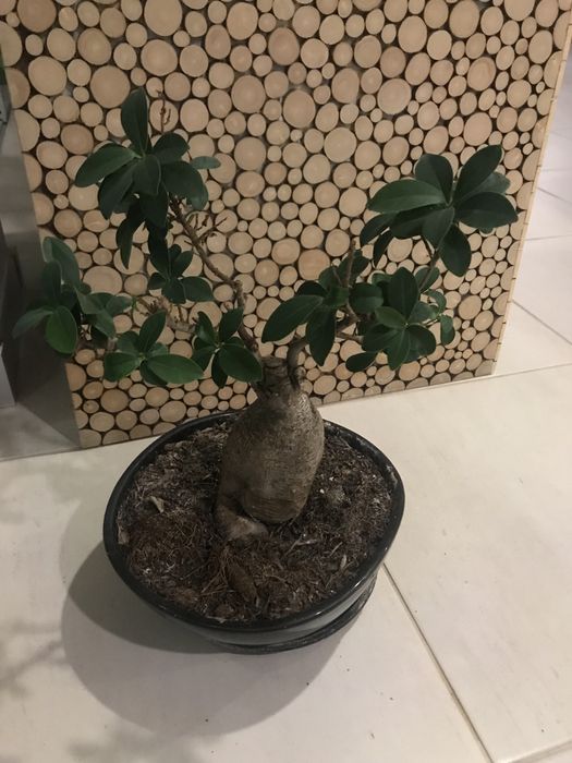 Vaso e planta natural