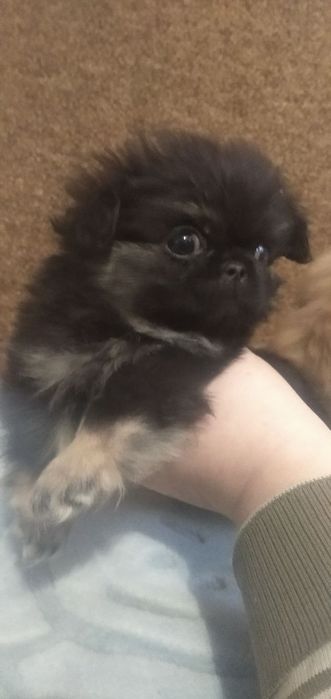 Чудесные щенки пекинеса