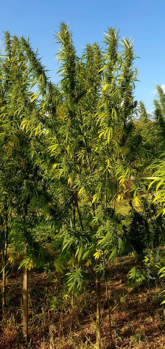 Cannabis Sativa konopia topy 50g CBD CBG eko