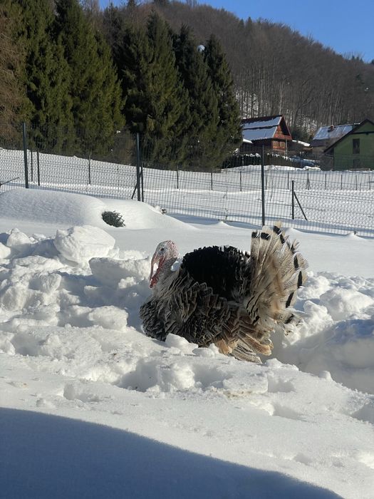 Zamienie młodego indora z kwietnia 2025