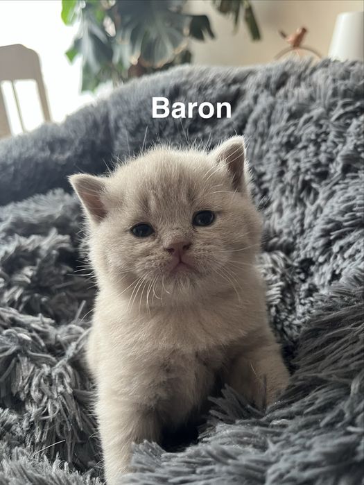 Kotka Brytyjska Liliowa. British Shorthair Lilac BRI  c.