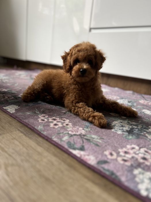 Maltipoo /pudelek/ red chłopak