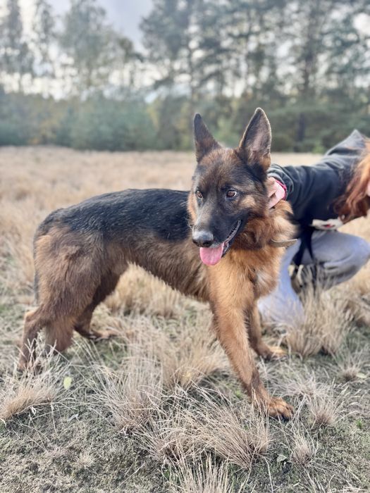 Owczarek niemiecki Krypto szuka domu ze schroniska