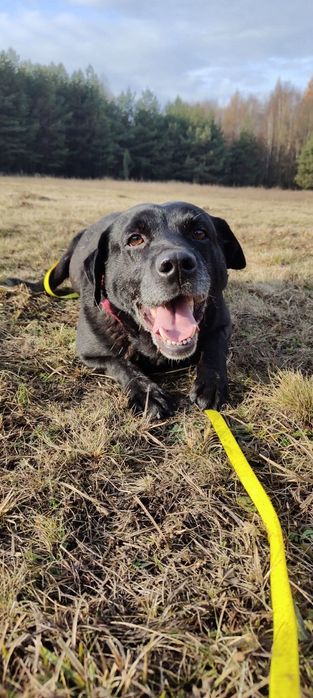 Leo- wspaniały i łagodny mix labrador czeka na dom