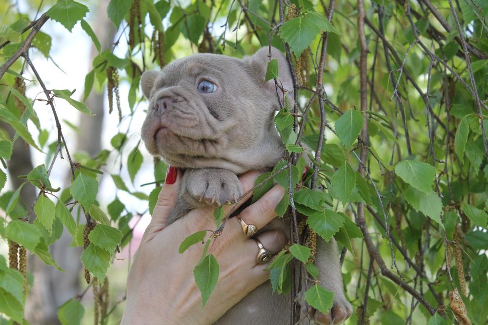 Хлопчик віп якість