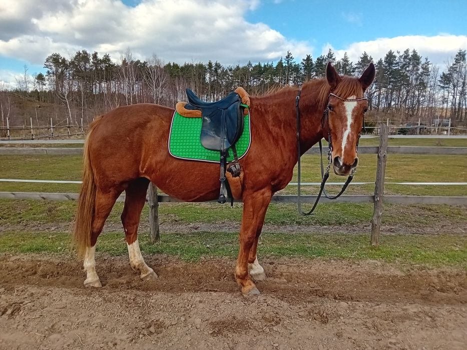 Podkładka pod siodło mattes vs M