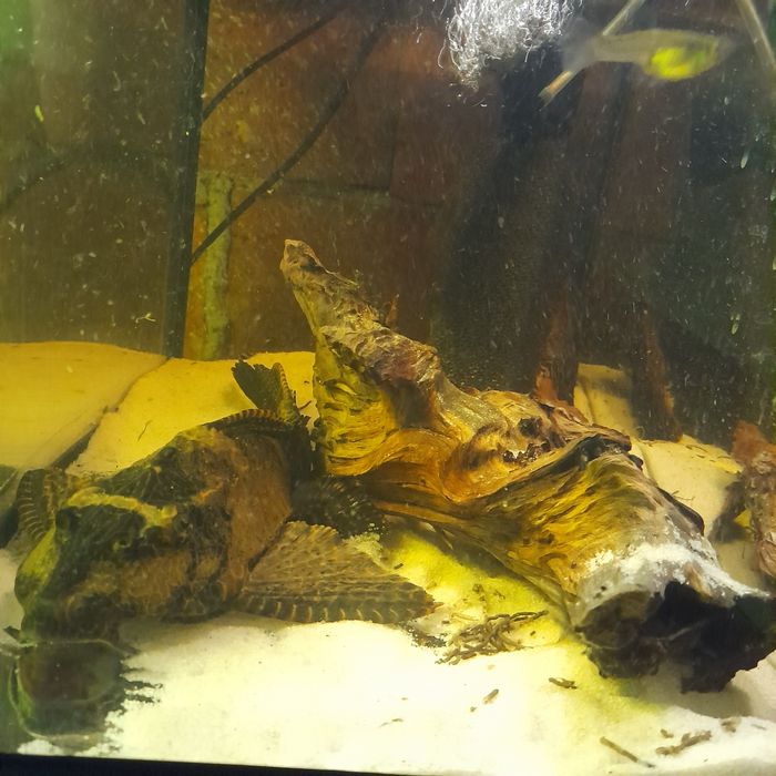 Duży glonojad Lamparci